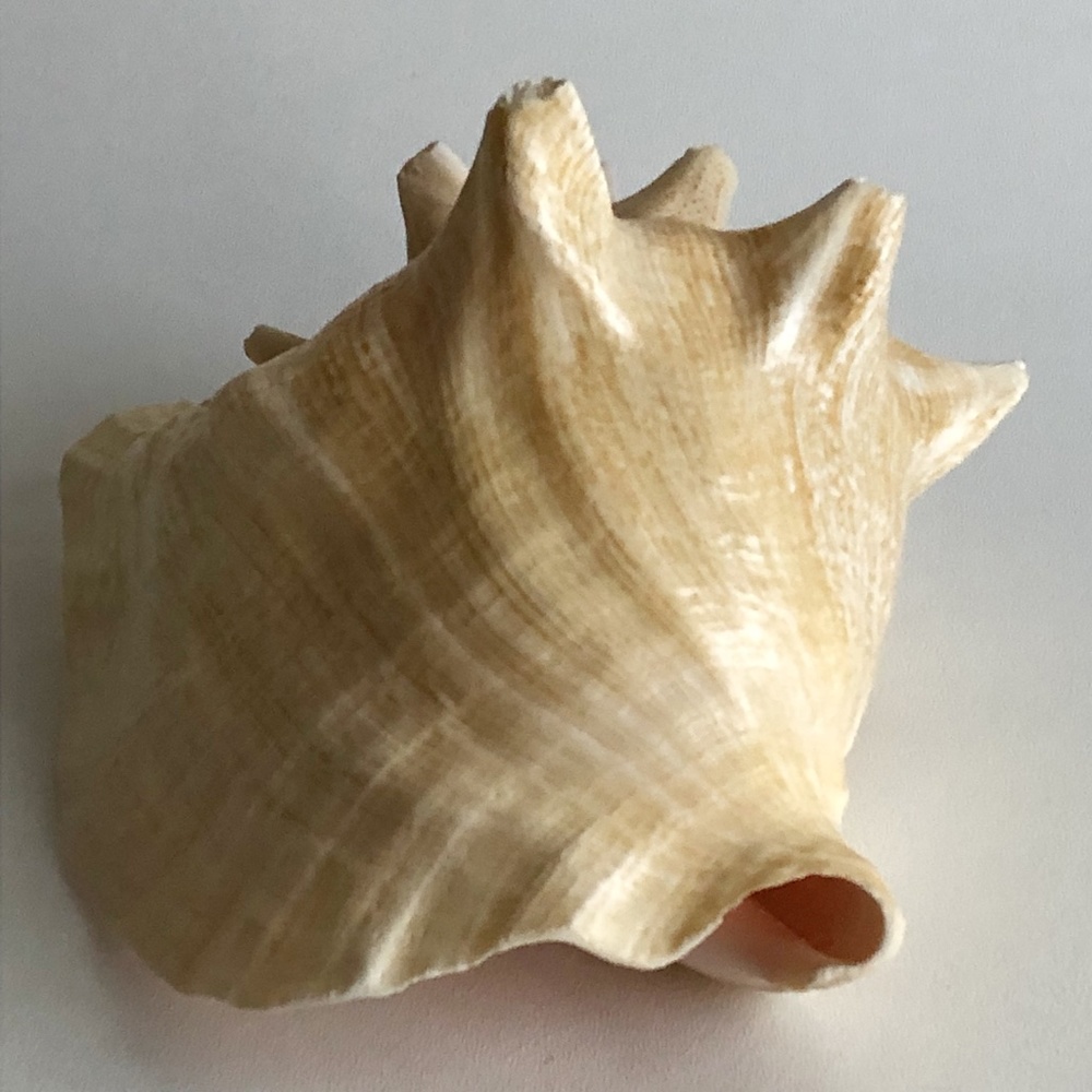 LARGE Horned Conch Shell Nautical Beach Decor - Picture 4 of 12